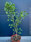 Ginkgo Biloba Tubifolia, organically grown trees and garden plants for sale at TOMs FLOWer CLUB.