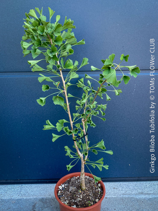 Ginkgo Biloba Tubifolia, organically grown trees and garden plants for sale at TOMs FLOWer CLUB.