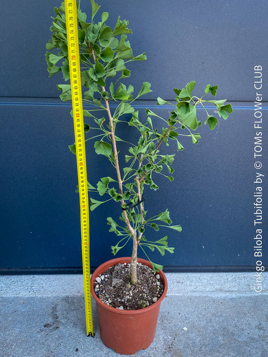 Ginkgo Biloba Tubifolia, organically grown trees and garden plants for sale at TOMs FLOWer CLUB.
