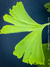 Green leaf of Ginkgo Biloba, organically grown plants for sale at TOMs FLOWer CLUB.