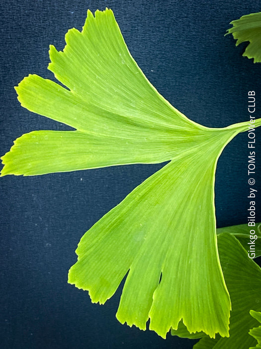 Green leaf of Ginkgo Biloba, organically grown plants for sale at TOMs FLOWer CLUB.