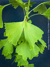 Ginkgo Biloba, leaf detail, organically grown plants for sale at TOMs FLOWer CLUB.