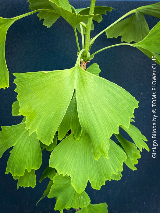 Ginkgo Biloba, leaf detail, organically grown plants for sale at TOMs FLOWer CLUB.