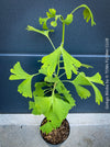 Ginkgo Biloba, organically grown plants for sale at TOMs FLOWer CLUB.