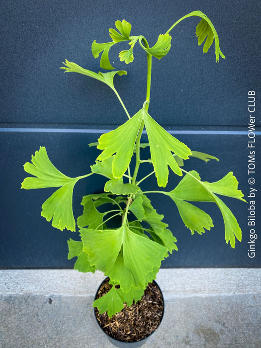 Ginkgo Biloba, organically grown plants for sale at TOMs FLOWer CLUB.