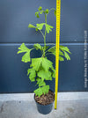 Ginkgo Biloba, organically grown plants for sale at TOMs FLOWer CLUB.