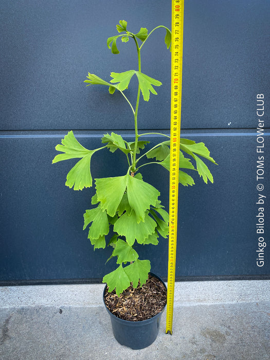 Ginkgo Biloba, organically grown plants for sale at TOMs FLOWer CLUB.
