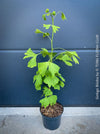 Ginkgo Biloba, organically grown plants for sale at TOMs FLOWer CLUB.