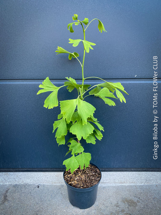 Ginkgo Biloba, organically grown plants for sale at TOMs FLOWer CLUB.