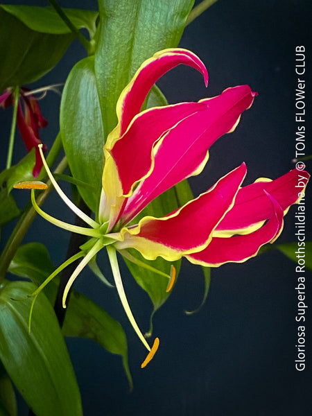 Gloriosa Superba Rothschildiana, Glory Lily, organically grown tropical orchid plants for sale at TOMs FLOWer CLUB.