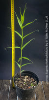 Gloriosa Superba Rothschildiana, Glory Lily, organically grown tropical orchid plants for sale at TOMs FLOWer CLUB.