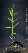 Gloriosa Superba Rothschildiana, Glory Lily, organically grown tropical orchid plants for sale at TOMs FLOWer CLUB.