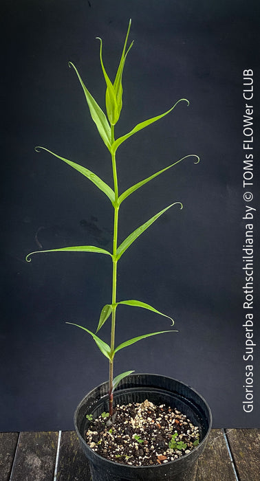 Gloriosa Superba Rothschildiana, Glory Lily, organically grown tropical orchid plants for sale at TOMs FLOWer CLUB.