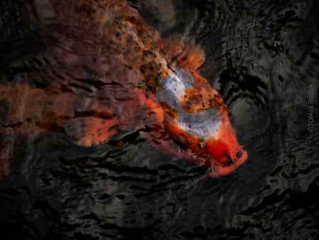 Nishikigoi Koi Fish Photography by Tomas Rodak - Available for Sale at TOMs FLOWer CLUB - Fine Art Prints and Photos of Colorful Koi Fish