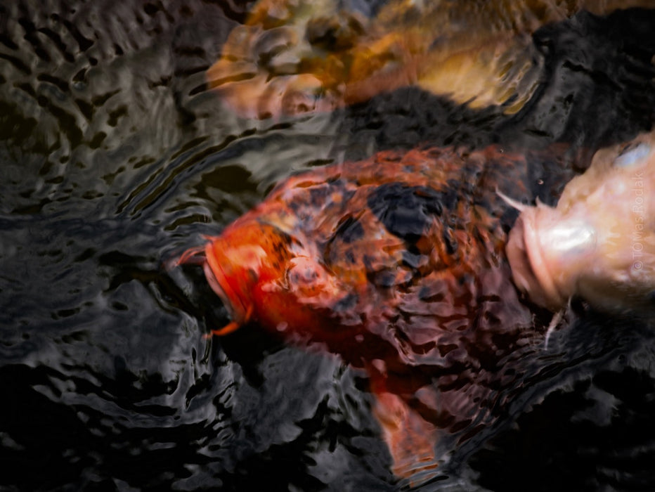 Nishikigoi Koi Fish Photography by Tomas Rodak - Available for Sale at TOMs FLOWer CLUB - Fine Art Prints and Photos of Colorful Koi Fish