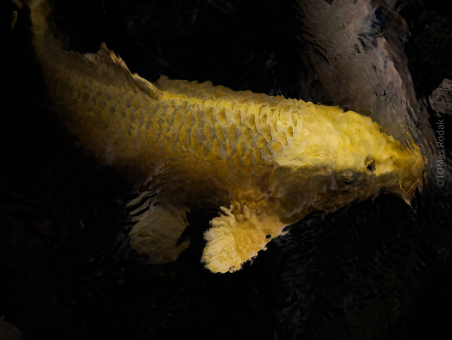 Nishikigoi Koi Fish Photography by Tomas Rodak - Available for Sale at TOMs FLOWer CLUB - Fine Art Prints and Photos of Colorful Koi Fish