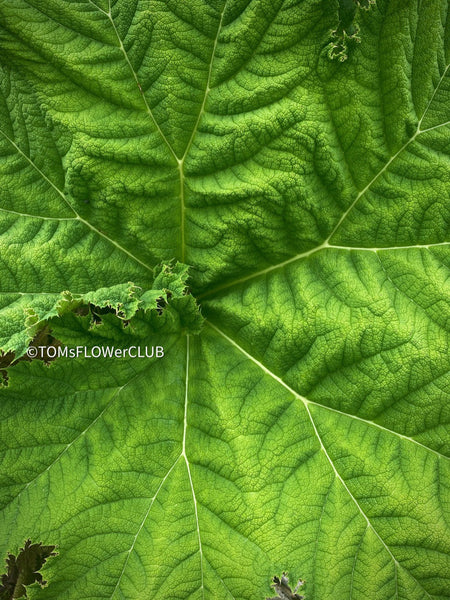 Gunnera Manicata, organically grown tropical plants for sale at TOMs FLOWer CLUB, Giant Rhubarb , Mammut Blatt