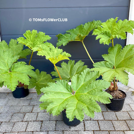 Gunnera Manicata, organically grown tropical plants for sale at TOMs FLOWer CLUB, Giant Rhubarb , Mammut Blatt