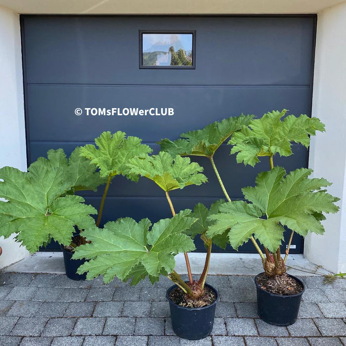 Gunnera Manicata, organically grown tropical plants for sale at TOMs FLOWer CLUB, Giant Rhubarb , Mammut Blatt