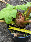 Gunnera Manicata, organically grown tropical plants for sale at TOMs FLOWer CLUB, Giant Rhubarb , Mammut Blatt