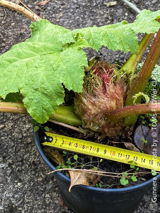 Gunnera Manicata, organically grown tropical plants for sale at TOMs FLOWer CLUB, Giant Rhubarb , Mammut Blatt