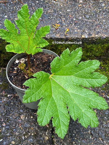 Gunnera Manicata, organically grown tropical plants for sale at TOMs FLOWer CLUB, Giant Rhubarb , Mammut Blatt