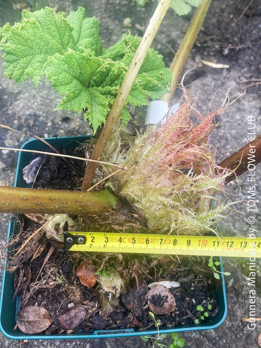 Gunnera Manicata, organically grown tropical plants for sale at TOMs FLOWer CLUB, Giant Rhubarb , Mammut Blatt