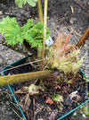 Gunnera Manicata, organically grown tropical plants for sale at TOMs FLOWer CLUB, Giant Rhubarb , Mammut Blatt