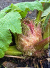 Gunnera Manicata, organically grown tropical plants for sale at TOMs FLOWer CLUB, Giant Rhubarb , Mammut Blatt