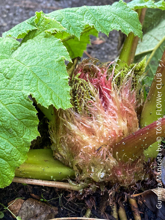 Gunnera Manicata, organically grown tropical plants for sale at TOMs FLOWer CLUB, Giant Rhubarb , Mammut Blatt