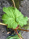 Gunnera Manicata, organically grown tropical plants for sale at TOMs FLOWer CLUB, Giant Rhubarb , Mammut Blatt