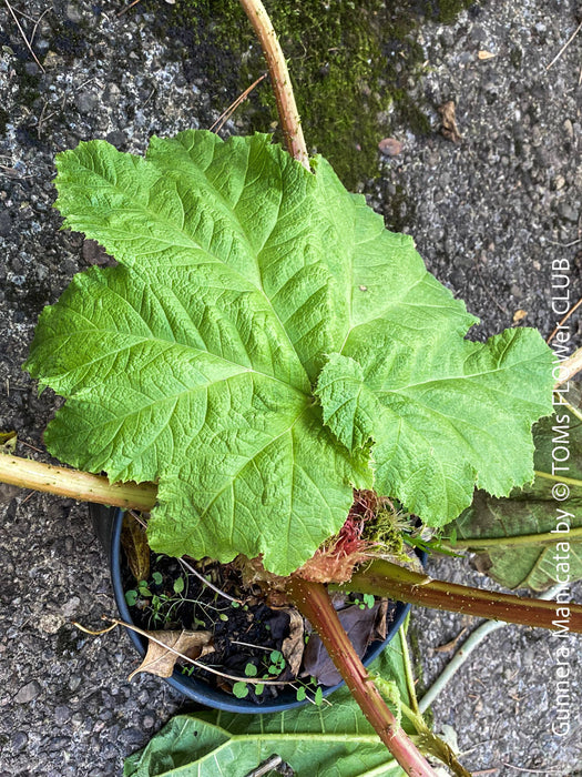 Gunnera Manicata, organically grown tropical plants for sale at TOMs FLOWer CLUB, Giant Rhubarb , Mammut Blatt