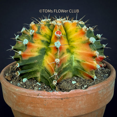 Gymnocalycium Baldianum Aurea Rubra Variegata, organically grown succulent plants for sale at TOMs FLOWer CLUB.