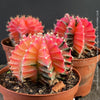 Gymnocalycium Baldianum Aurea Rubra Variegata, organically grown succulent plants for sale at TOMs FLOWer CLUB.
