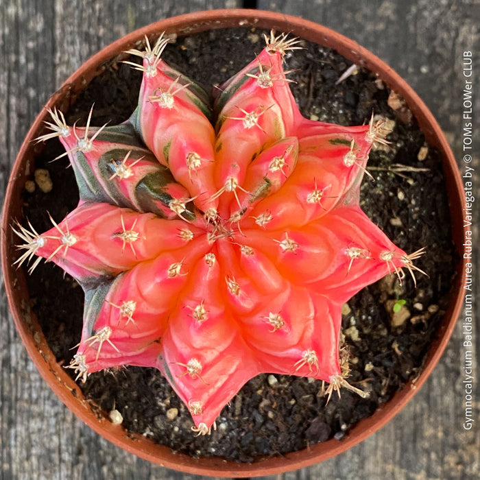 Gymnocalycium Baldianum Aurea Rubra Variegata, organically grown succulent plants for sale at TOMs FLOWer CLUB.