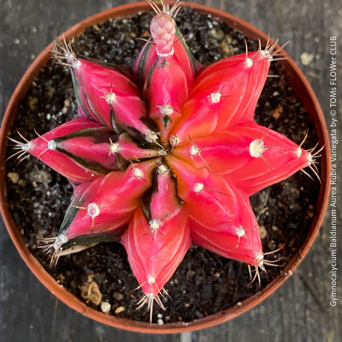 Gymnocalycium Baldianum Aurea Rubra Variegata, organically grown succulent plants for sale at TOMs FLOWer CLUB.