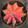 Gymnocalycium Baldianum Aurea Rubra Variegata, organically grown succulent plants for sale at TOMs FLOWer CLUB.