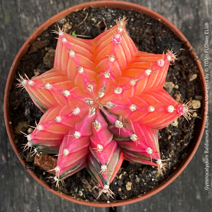Gymnocalycium Baldianum Aurea Rubra Variegata, organically grown succulent plants for sale at TOMs FLOWer CLUB.