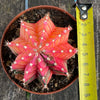 Gymnocalycium Baldianum Aurea Rubra Variegata, organically grown succulent plants for sale at TOMs FLOWer CLUB.