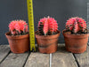 Gymnocalycium Baldianum Aurea Rubra Variegata, organically grown succulent plants for sale at TOMs FLOWer CLUB.