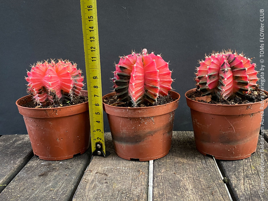 Gymnocalycium Baldianum Aurea Rubra Variegata, organically grown succulent plants for sale at TOMs FLOWer CLUB.