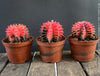 Gymnocalycium Baldianum Aurea Rubra Variegata, organically grown succulent plants for sale at TOMs FLOWer CLUB.