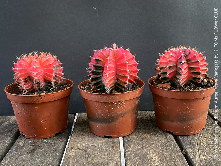 Gymnocalycium Baldianum Aurea Rubra Variegata, organically grown succulent plants for sale at TOMs FLOWer CLUB.