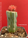 Gymnocalycium mihanovichii red-black, grafted, organically grown succulent plants and cactus for sale at TOMs FLOWer CLUB.