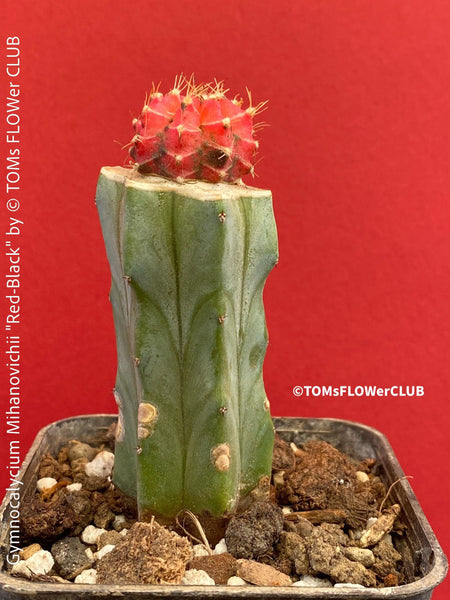 Gymnocalycium mihanovichii red-black, grafted, organically grown succulent plants and cactus for sale at TOMs FLOWer CLUB.