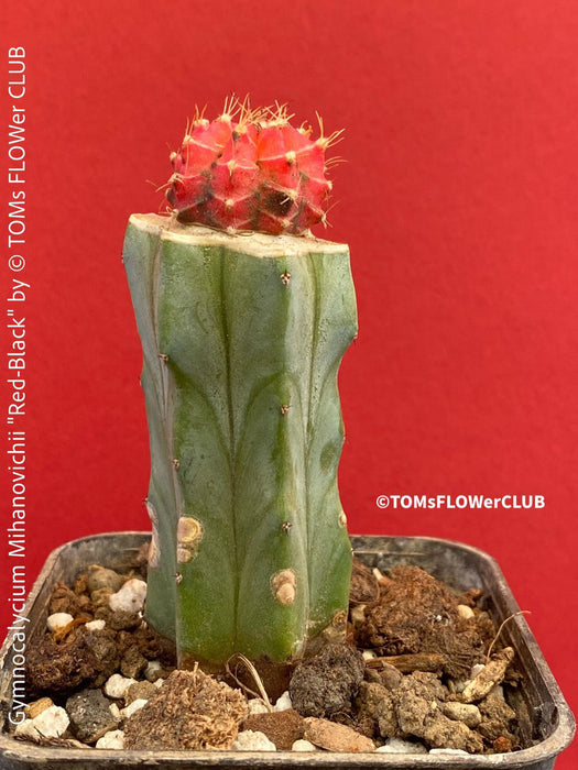 Gymnocalycium mihanovichii red-black, grafted, organically grown succulent plants and cactus for sale at TOMs FLOWer CLUB.