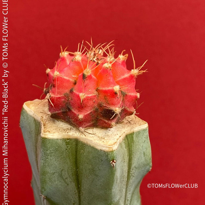 Gymnocalycium mihanovichii red-black, grafted, organically grown succulent plants and cactus for sale at TOMs FLOWer CLUB.