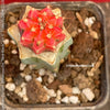Gymnocalycium mihanovichii red-black, grafted, organically grown succulent plants and cactus for sale at TOMs FLOWer CLUB.