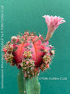 Gymnocalycium mihanovichii red-black, grafted, organically grown succulent plants and cactus for sale at TOMs FLOWer CLUB.