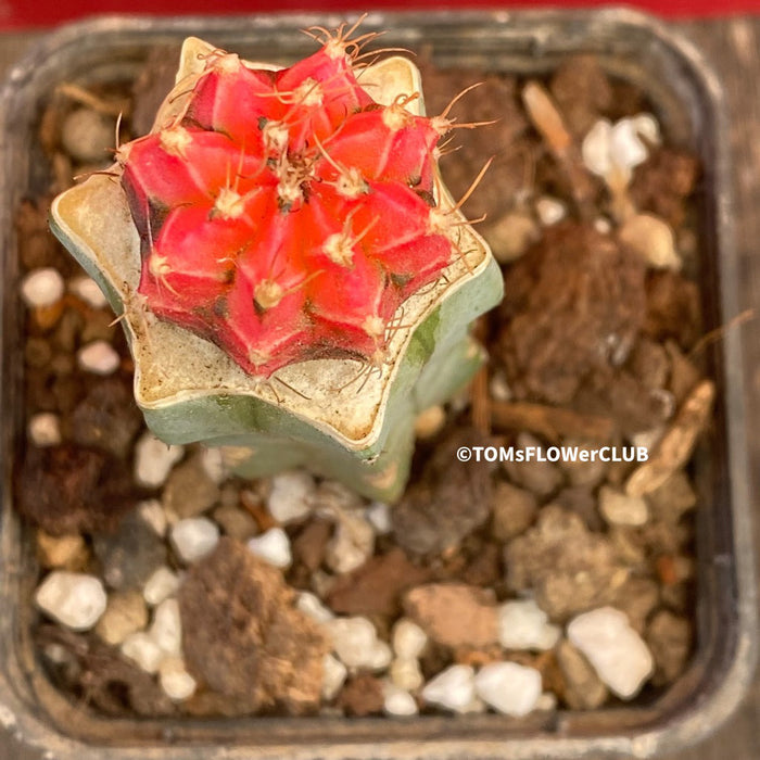 Gymnocalycium mihanovichii red-black, grafted, organically grown succulent plants and cactus for sale at TOMs FLOWer CLUB.